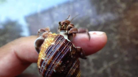 Hermit Crab Stock Photos