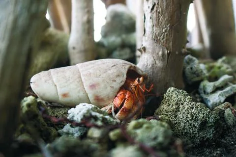A HERMIT CRAB Foto stock