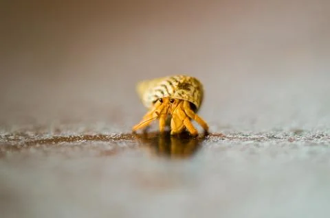 Hermit crab Stock Photos