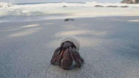 Hermit crab in plastic bottle Stock Footage 111613848