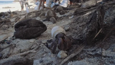 Hermit crab in plastic bottle Stock Footage 111613865