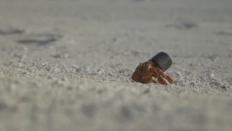 Hermit crab in plastic, crawling on sand , coral sea 4k Stockbeeldmateriaal 123250812