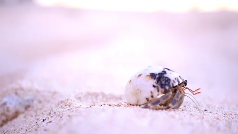 Hermit crab popping out of shell Stockbeeldmateriaal 156011154