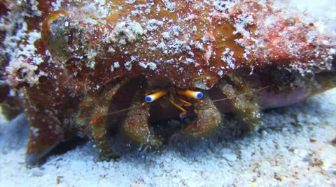Hermit crab PR 5-9 1 Stock Footage 1066609