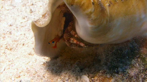 Hermit crab pr tiny big shell1 1 Stock Footage 721715
