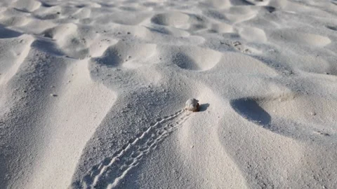 Hermit crab - producing traces in the sand Stock Footage 267318182