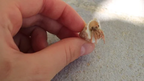Hermit crab.  Real time Stock Footage 129515482
