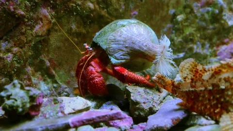 Hermit crab in red color Video stock 108900408
