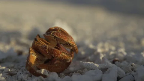 Hermit crab in red plastic, plastic pollution, coral sea 4k Vidéo 123260166