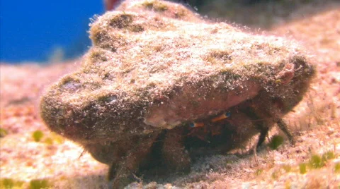 Hermit crab on reef blue Stock Footage 721704