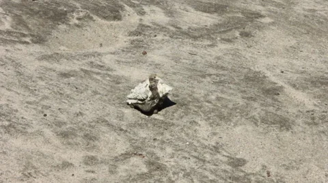 Hermit Crab Rejects Shell Stock Footage 60845870