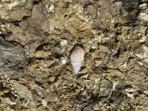 Hermit crab on a rock in the sea, closeup of photo Stock Photos