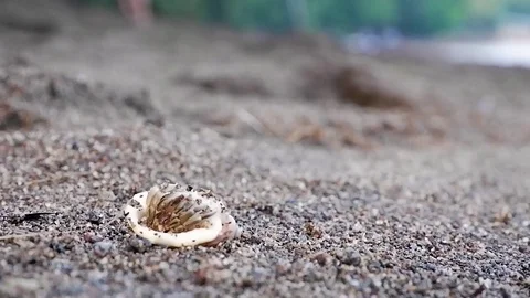 Hermit crab rolls over and crawls to the sea. Video stock 122154751