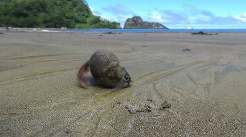 Hermit crab running on the sandy beach Stock Footage 58147323