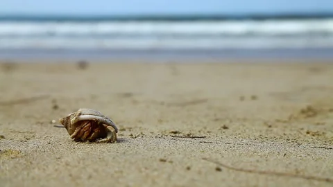 Hermit crab running on a tropical beach Stock Footage 232930849
