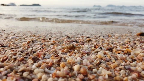 Hermit crab on sand beach. Stock Footage 127266783