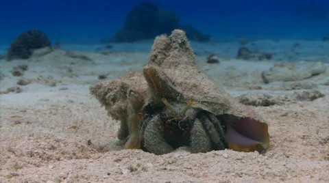 Hermit crab sand Stock Footage 1106871