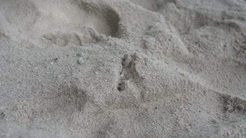 The hermit crab in the sand Stock Footage 86317976