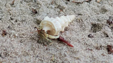 Hermit crab on the sand on the island. Stock Footage 304575477