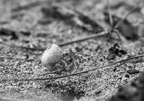 Hermit crab in the sand. Stock Photos