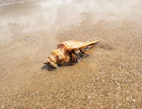 Hermit crab on the sand Stock Photos