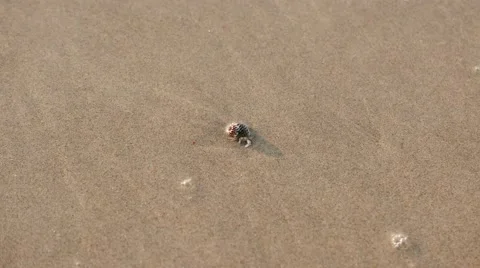 Hermit crab on sandy and wave at beach Stock Footage 50375923
