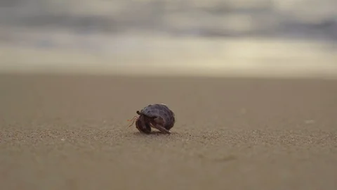 Hermit Crab On The Sandy Beach Stock Footage 96513096