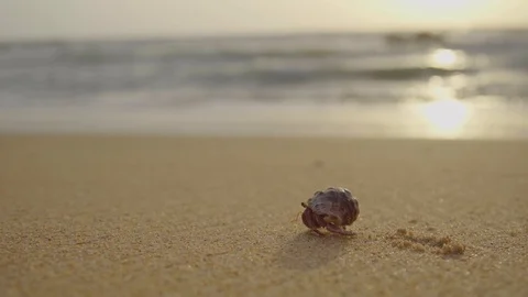 Hermit Crab On The Sandy Beach Stock Footage 96513611
