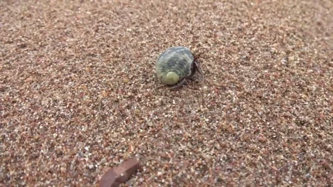 Hermit Crab on Sandy Beach Stock Footage 297195940