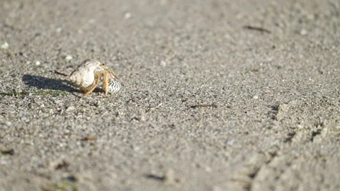 Hermit Crab on Sandy Beach Stock Footage 318522813
