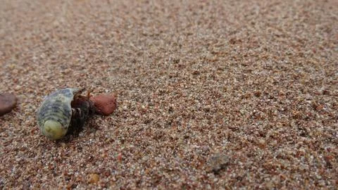 Hermit Crab on Sandy Beach Stock Photos