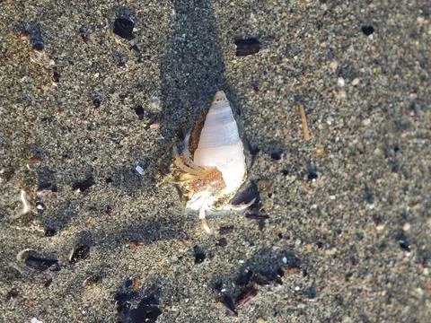 Hermit Crab on Sandy Beach Using Seashell Shelter Stock Photos