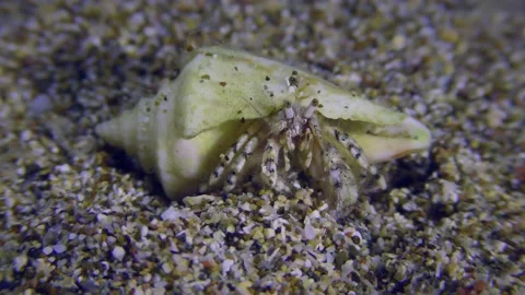 Hermit crab on a sandy bottom. Video stock 219316637
