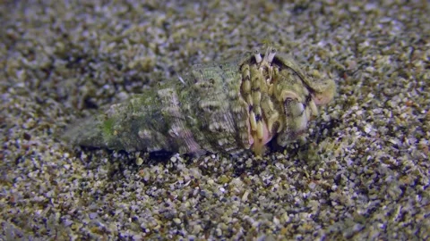 Hermit crab on a sandy bottom. Video stock 223155081