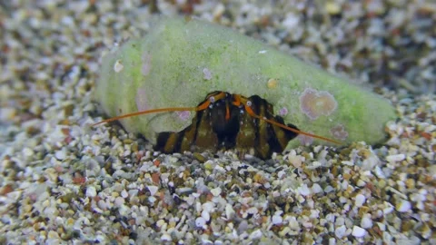 Hermit crab on a sandy bottom. Video stock 223155180