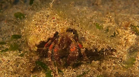 Hermit crab on sandy bottom when eating Stock Footage 42123051