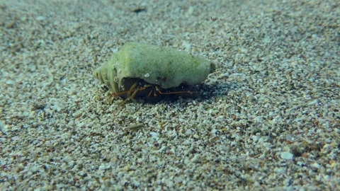 Hermit crab on a sandy seabed. Video stock 244700369