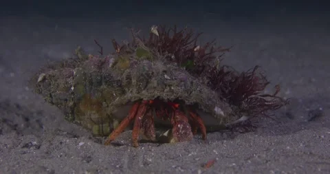 Hermit Crab on Sandy Seafloor With Algae On Top Stock Footage 316363847