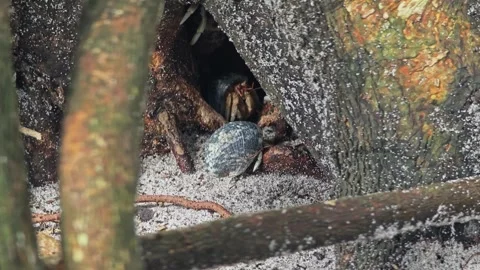 A hermit crab on sandy terrain, showcasing its unique shell. Stock Footage 304575446