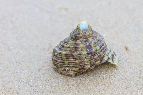 Hermit Crab in a screw shell Stock Photos