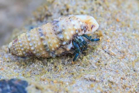 Hermit Crab in a screw shell 스톡 사진