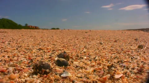 Hermit crab scurry 動画素材 1007205