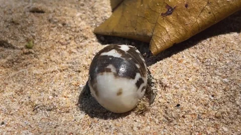 A hermit crab in a seashell on a sandy beach Vídeo Stock 343330843