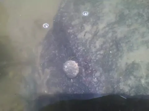 Hermit crab is seen walking on the rocks of the sea, it is very slow Stock Footage 162147462
