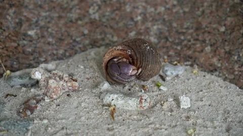 Hermit crab in Seychelles Stock Footage 155210700