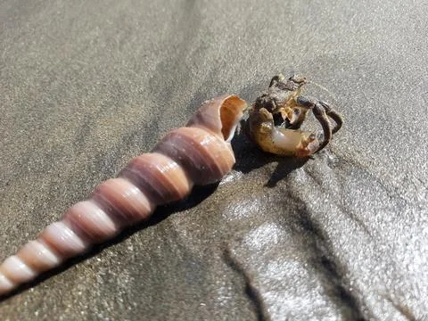 Hermit Crab Shell and Empty Seashell on Sandy Beach Fotos de archivo