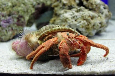 Hermit crab with a shell in aquarium Stock Photos