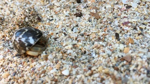 Hermit crab with shell crawling by beach Stock Footage 106265624