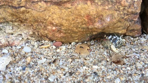 Hermit crab with shell crawling on beach Vídeos de archivo 106267399