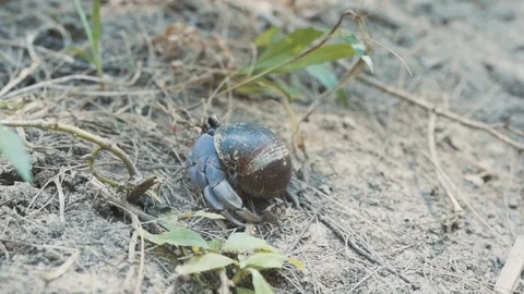 Hermit crab in a shell crawling on land slow motion Stock Footage 126895163
